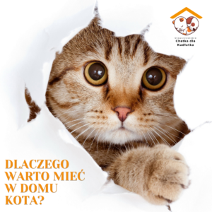 DLACZEGO WARTO MIEĆ W DOMU KOTA